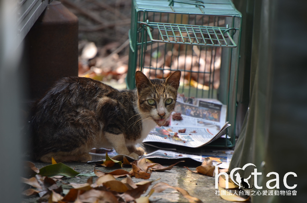 Tnr 2 1