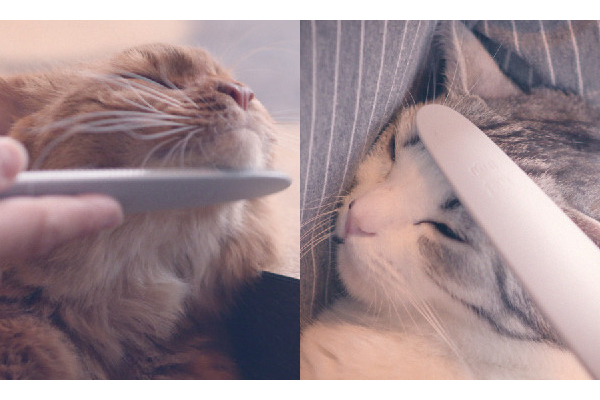 Catcover